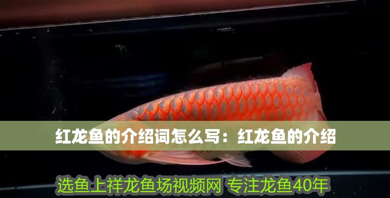 紅龍魚的介紹詞怎么寫：紅龍魚的介紹