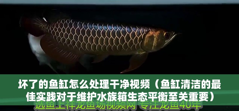 壞了的魚缸怎么處理干凈視頻（魚缸清潔的最佳實踐對于維護水族箱生態平衡至關重要）