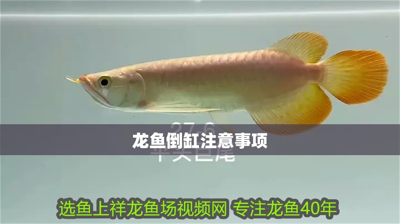 龍魚倒缸注意事項