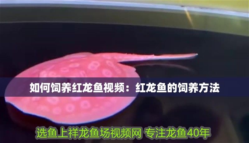 如何飼養紅龍魚視頻：紅龍魚的飼養方法