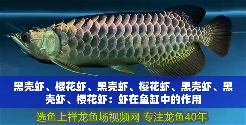 黑殼蝦、櫻花蝦、黑殼蝦、櫻花蝦、黑殼蝦、黑殼蝦、櫻花蝦：蝦在魚缸中的作用