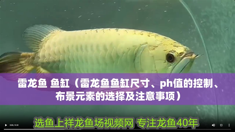 雷龍魚 魚缸（雷龍魚魚缸尺寸、ph值的控制、布景元素的選擇及注意事項(xiàng)）