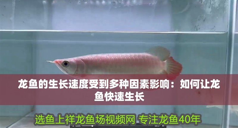 龍魚的生長速度受到多種因素影響：如何讓龍魚快速生長