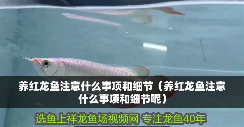 養紅龍魚注意什么事項和細節（養紅龍魚注意什么事項和細節呢）