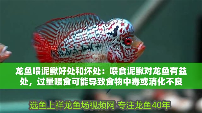 龍魚喂泥鰍好處和壞處：喂食泥鰍對龍魚有益處，過量喂食可能導(dǎo)致食物中毒或消化不良