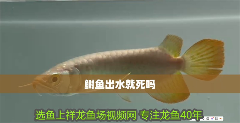 鰣魚出水就死嗎