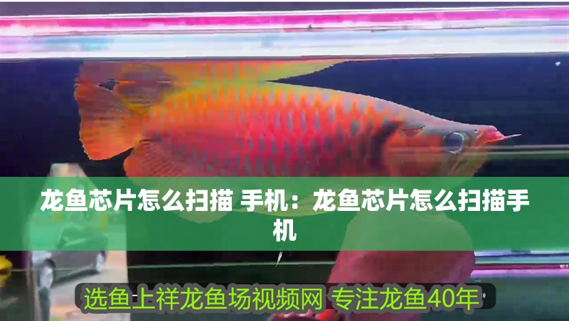 龍魚芯片怎么掃描 手機：龍魚芯片怎么掃描手機