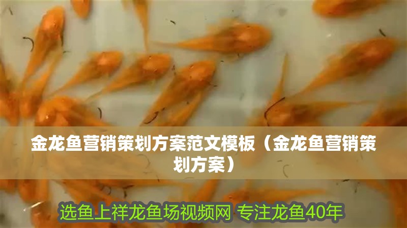 金龍魚營銷策劃方案范文模板（金龍魚營銷策劃方案）