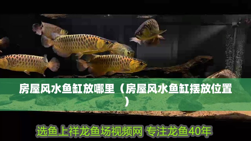 房屋風水魚缸放哪里（房屋風水魚缸擺放位置）