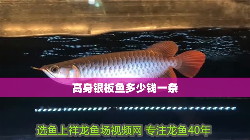 高身銀板魚多少錢一條