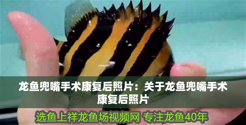 龍魚兜嘴手術(shù)康復(fù)后照片：關(guān)于龍魚兜嘴手術(shù)康復(fù)后照片