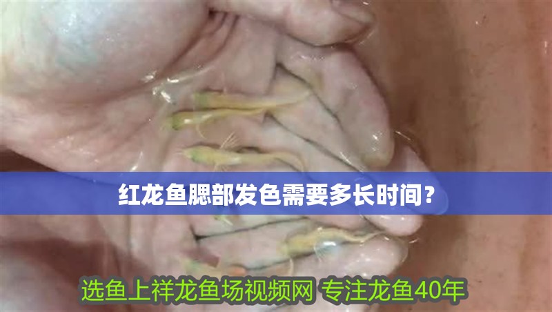 紅龍魚腮部發色需要多長時間？