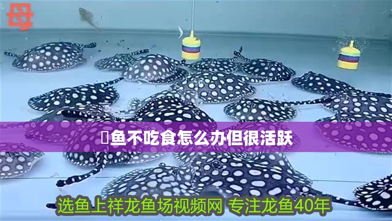 魟魚(yú)不吃食怎么辦但很活躍