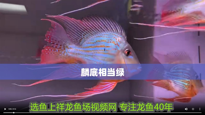 我的虎魚真菌感染了要怎么處理 麟底相當(dāng)綠 魚缸百科 麟底相當(dāng)綠 麟底相當(dāng)綠 魚缸百科