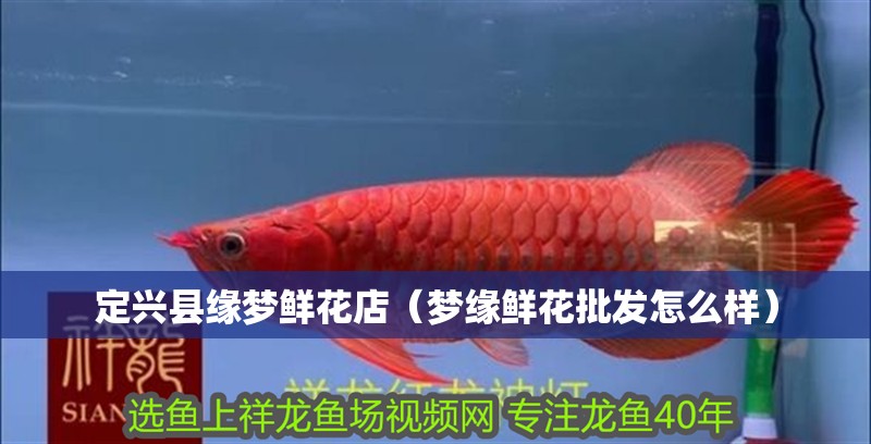 定興縣緣夢(mèng)鮮花店（夢(mèng)緣鮮花批發(fā)怎么樣）