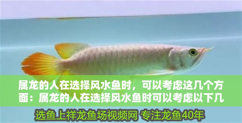 屬龍的人在選擇風(fēng)水魚時(shí)，可以考慮這幾個(gè)方面：屬龍的人在選擇風(fēng)水魚時(shí)可以考慮以下幾個(gè)方面