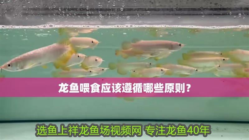 新到家的小虎魚 龍魚喂食應該遵循哪些原則? 龍魚論壇 龍魚喂食應該遵循哪些原則? 龍魚喂食應該遵循哪些原則? 龍魚論壇