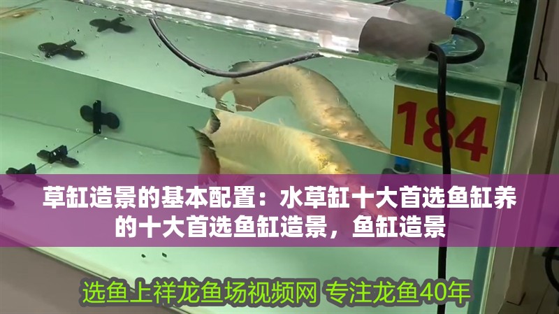 草缸造景的基本配置：水草缸十大首選魚缸養的十大首選魚缸造景，魚缸造景