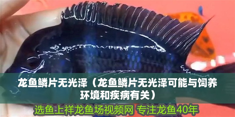 龍魚鱗片無光澤（龍魚鱗片無光澤可能與飼養環境和疾病有關）