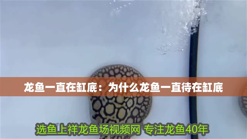 龍魚一直在缸底：為什么龍魚一直待在缸底