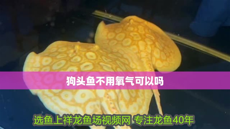 狗頭魚不用氧氣可以嗎