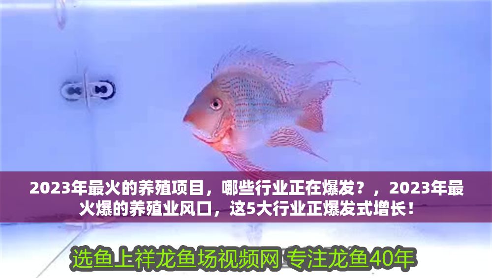 2023年最火的養殖項目，哪些行業正在爆發？，2023年最火爆的養殖業風口，這5大行業正爆發式增長！