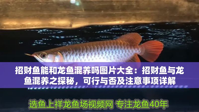 招財魚能和龍魚混養嗎圖片大全：招財魚與龍魚混養之探秘，可行與否及注意事項詳解