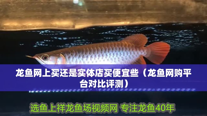 龍魚(yú)網(wǎng)上買還是實(shí)體店買便宜些（龍魚(yú)網(wǎng)購(gòu)平臺(tái)對(duì)比評(píng)測(cè)）