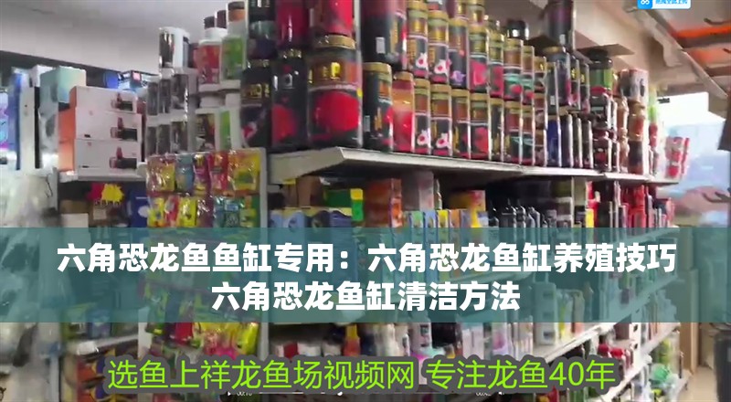 六角恐龍魚魚缸專用：六角恐龍魚缸養殖技巧六角恐龍魚缸清潔方法