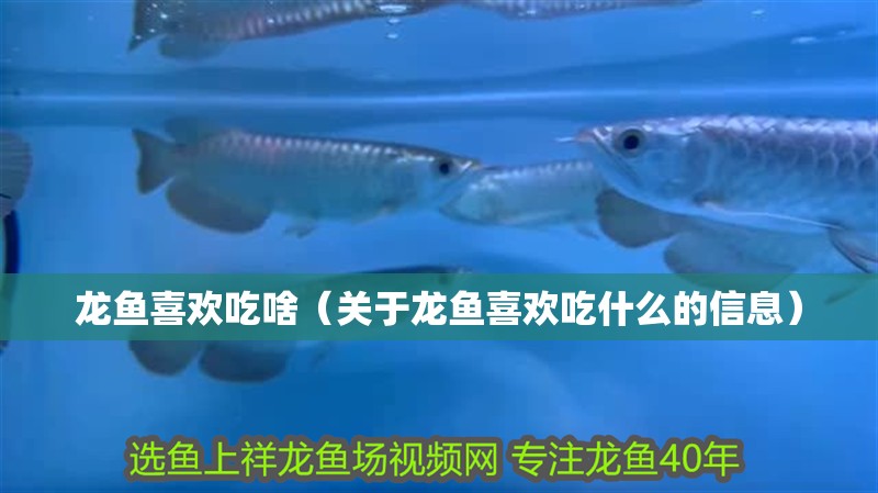 龍魚喜歡吃啥（關于龍魚喜歡吃什么的信息） 龍魚喜歡吃啥（關于龍魚喜歡吃什么的信息） 龍魚百科