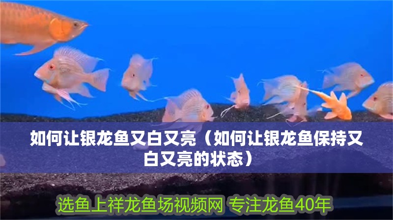 如何讓銀龍魚又白又亮（如何讓銀龍魚保持又白又亮的狀態）