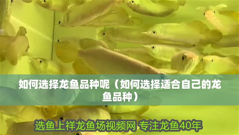 如何選擇龍魚品種呢（如何選擇適合自己的龍魚品種）