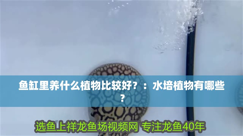 魚缸里養什么植物比較好？：水培植物有哪些？