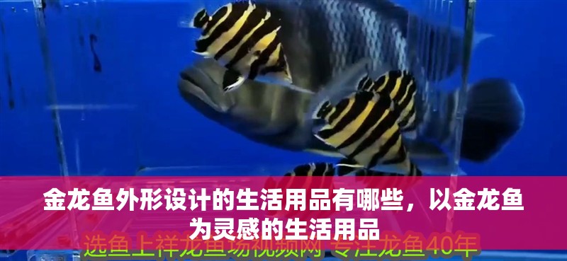 金龍魚外形設計的生活用品有哪些，以金龍魚為靈感的生活用品
