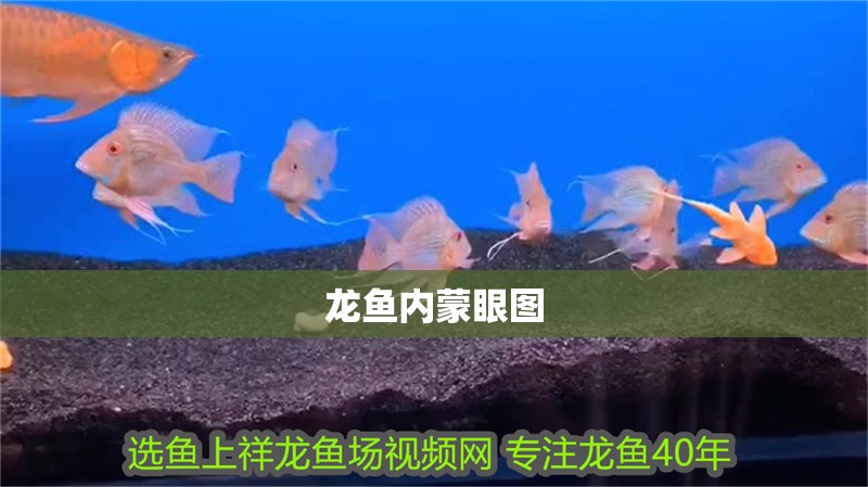 龍魚內蒙眼圖