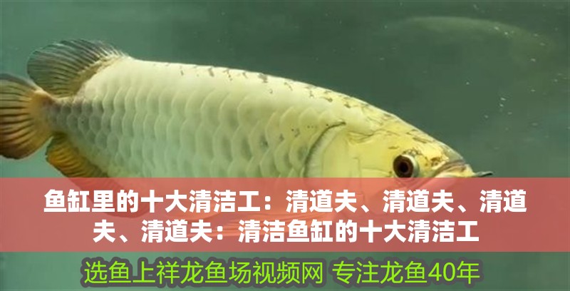 魚缸里的十大清潔工：清道夫、清道夫、清道夫、清道夫：清潔魚缸的十大清潔工