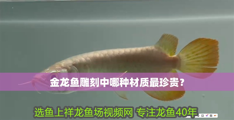 金龍魚雕刻中哪種材質最珍貴？
