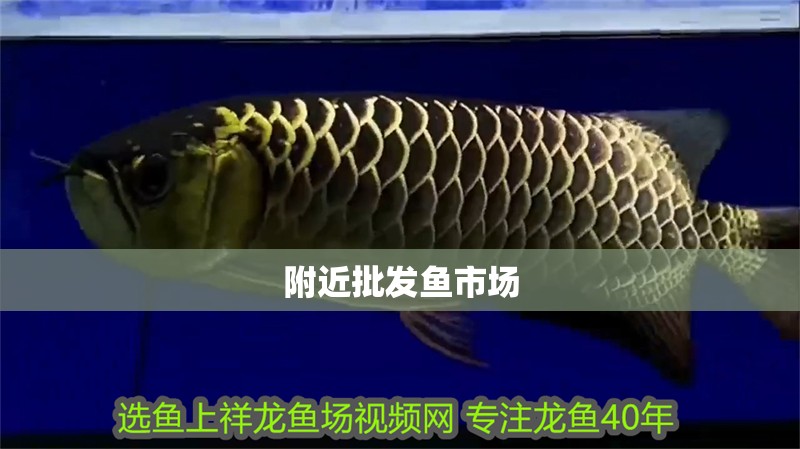 附近批發魚市場