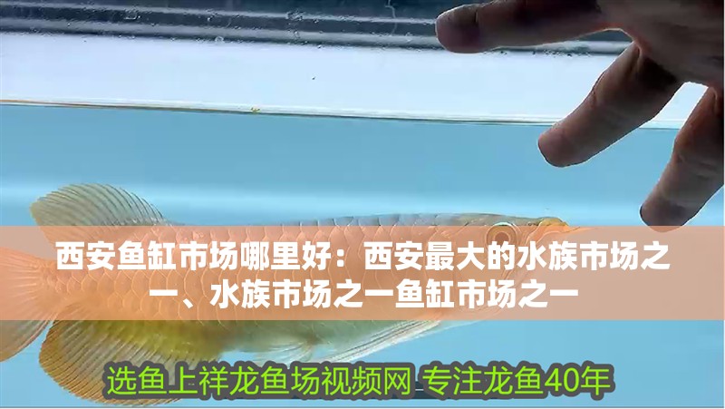 西安魚缸市場哪里好：西安最大的水族市場之一、水族市場之一魚缸市場之一