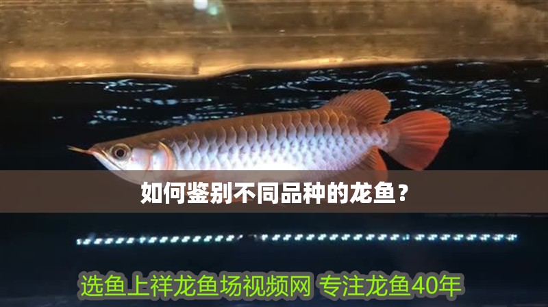 如何鑒別不同品種的龍魚？