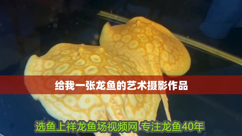 給我一張龍魚的藝術攝影作品
