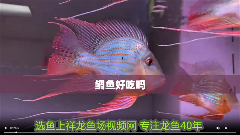 鯛魚好吃嗎