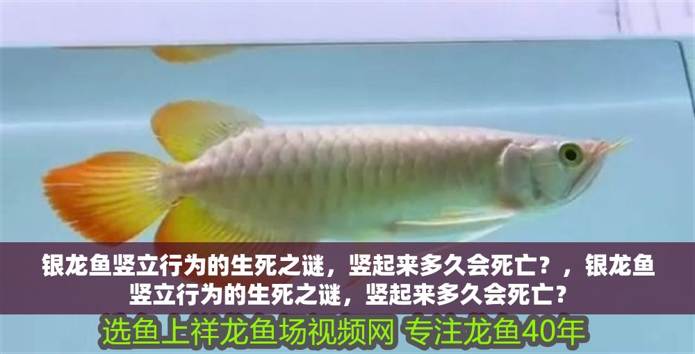 銀龍魚豎立行為的生死之謎，豎起來多久會(huì)死亡？，銀龍魚豎立行為的生死之謎，豎起來多久會(huì)死亡？