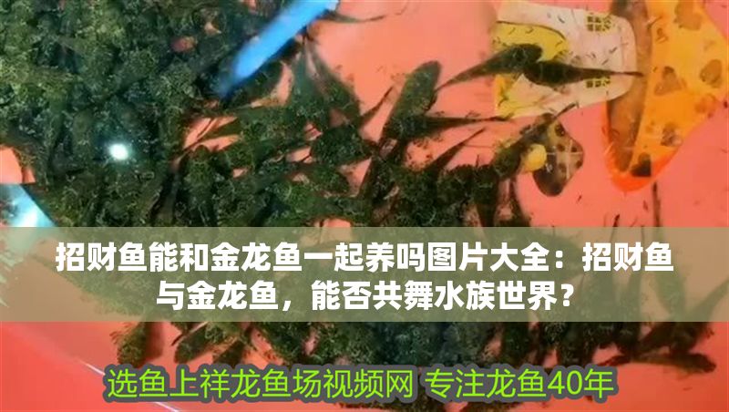 招財魚能和金龍魚一起養嗎圖片大全：招財魚與金龍魚，能否共舞水族世界？