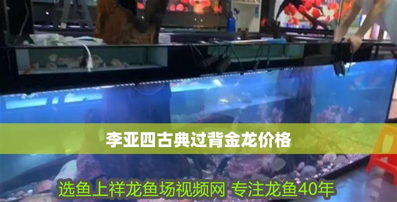 李亞四古典過背金龍價格