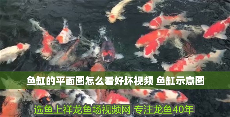 魚缸的平面圖怎么看好壞視頻 魚缸示意圖