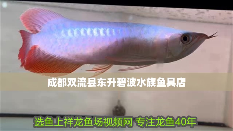 成都雙流縣東升碧波水族魚具店