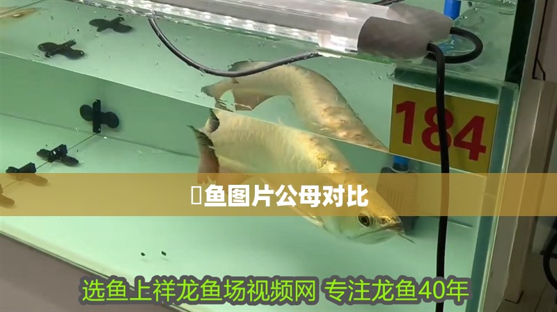 魟魚圖片公母對比