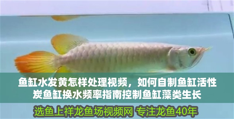 魚缸水發(fā)黃怎樣處理視頻，如何自制魚缸活性炭魚缸換水頻率指南控制魚缸藻類生長