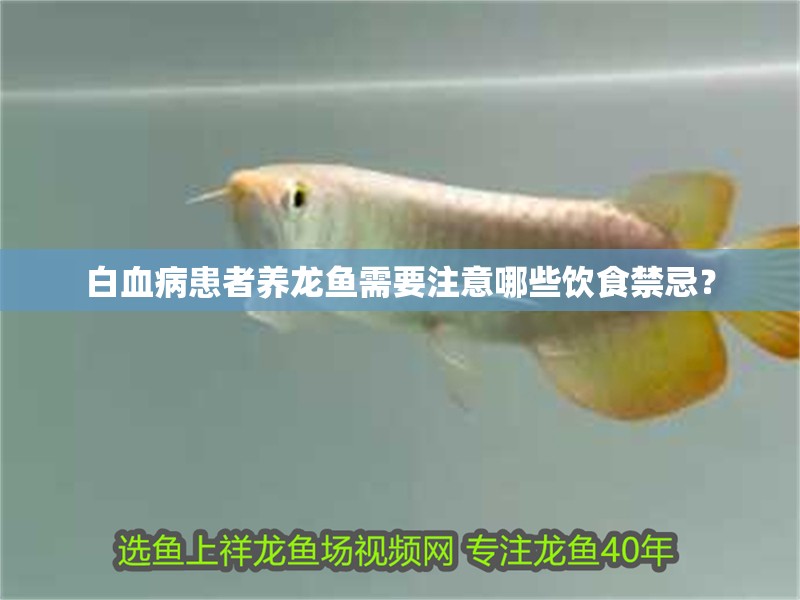 白血病患者養龍魚需要注意哪些飲食禁忌？ 白血病患者養龍魚需要注意哪些飲食禁忌？ 龍魚百科